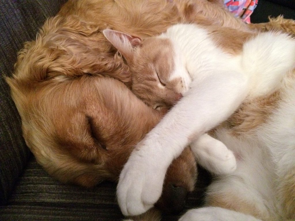 perros y gatos