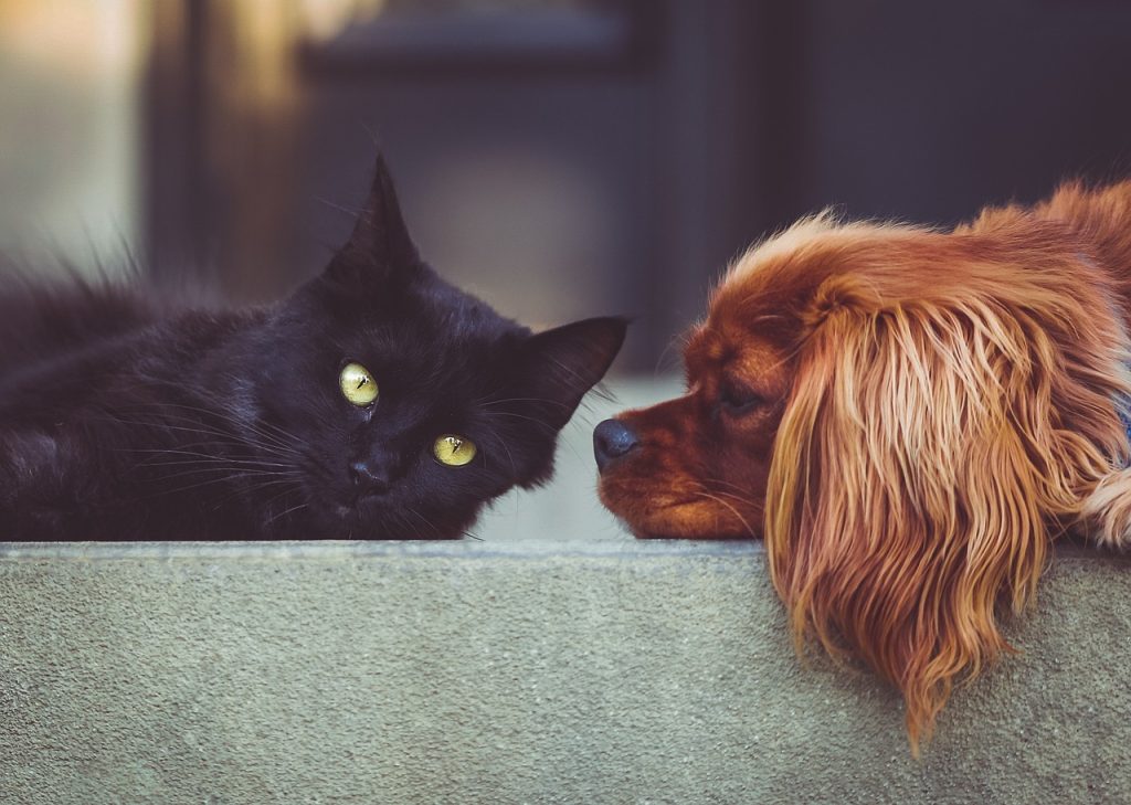 perros y gatos