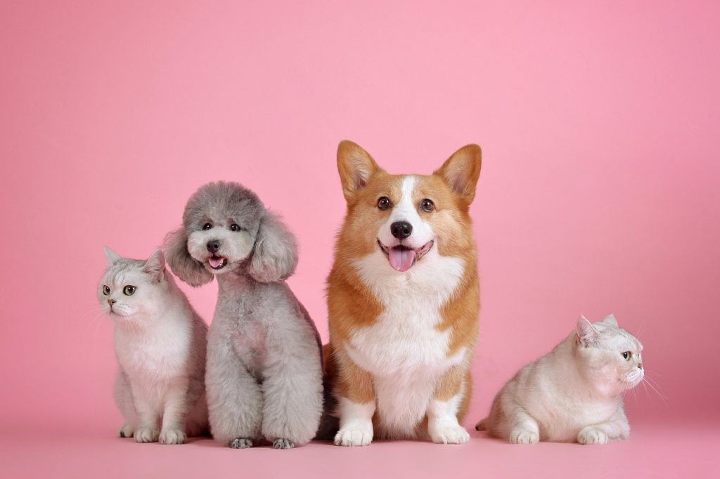 perros y gatos