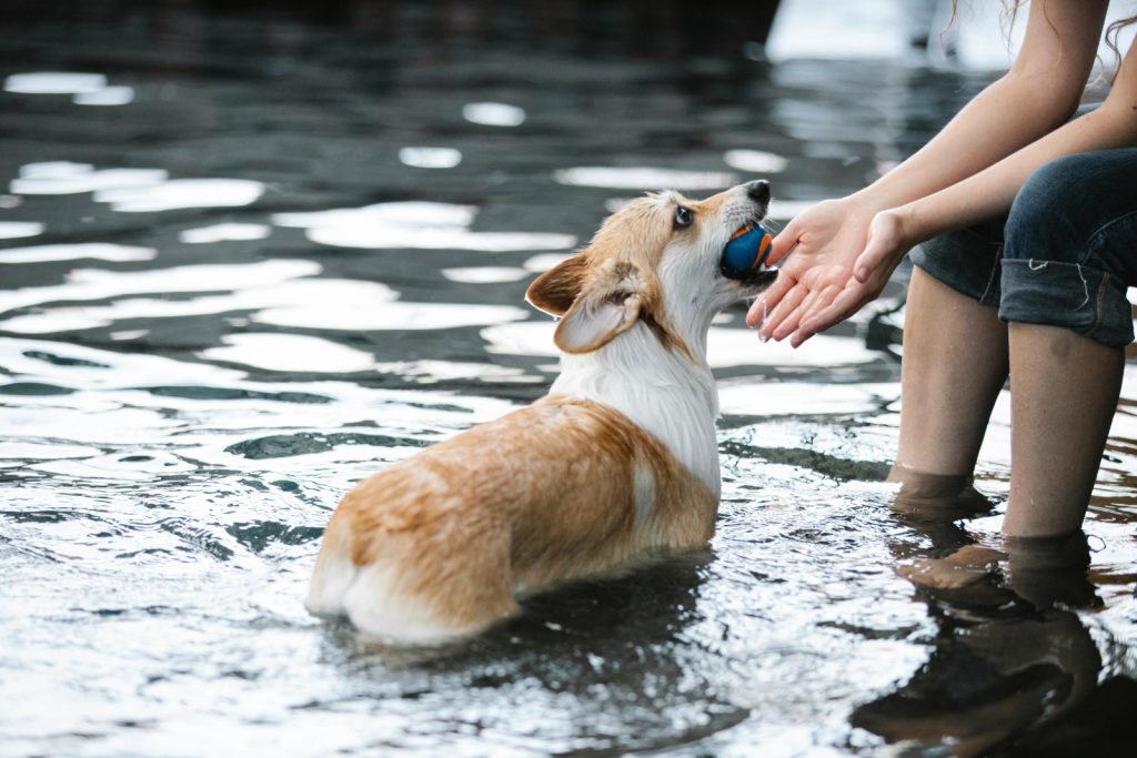plan en la naturaleza con tu mascota