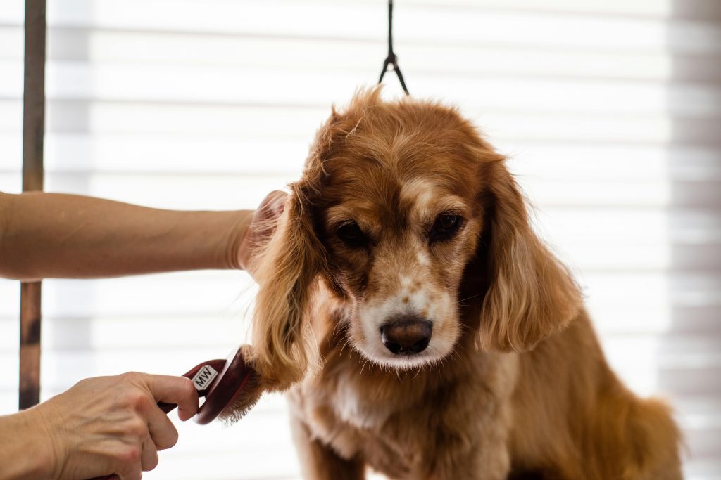 fortalecer el vínculo con tu mascota