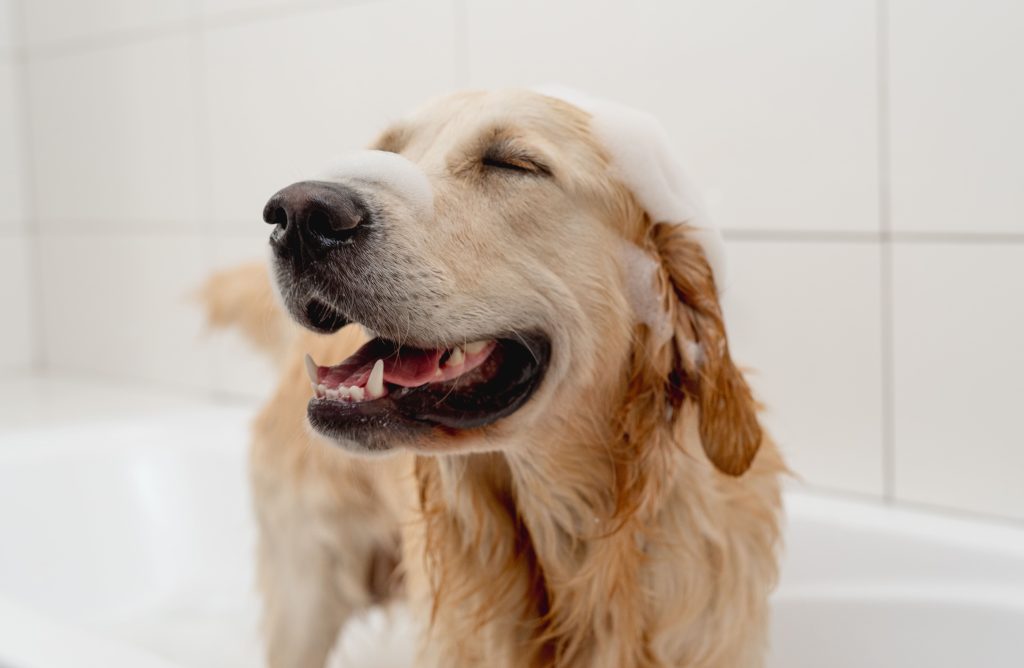 Bañar a tu mascota