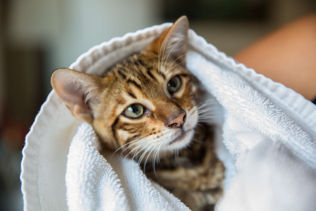 Bañar a tu mascota