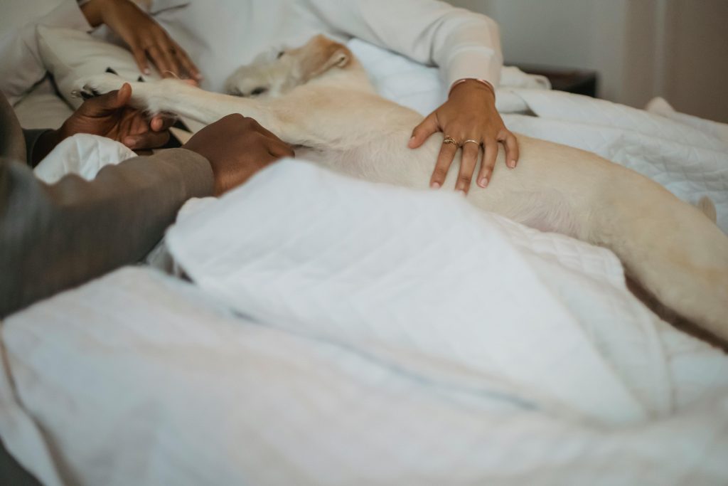 perro en la cama