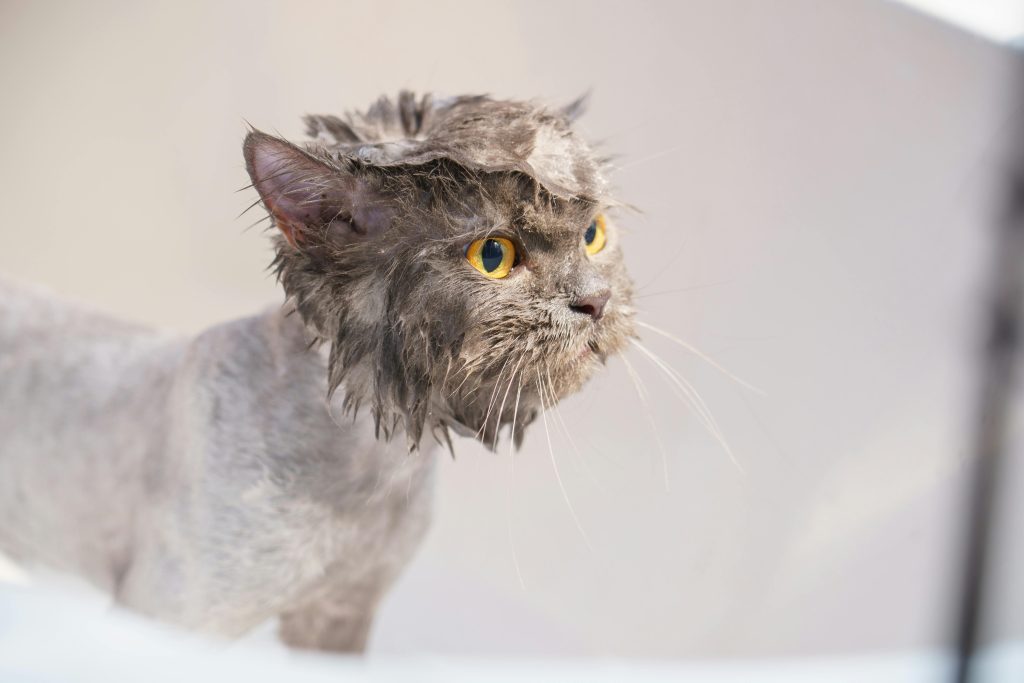 Bañar a tu perro o a tu gato