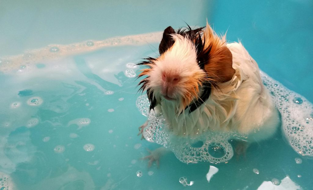 Bañar a tu perro